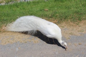 albino peacock!